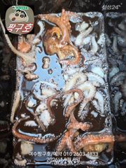 국동항 짱구호 돌문어 조황 사진