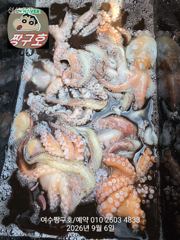 국동항 짱구호 돌문어 조황 사진