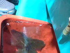 [거제블루]거제권 팁런 무늬오징어 긴급번출 조황입니다 오늘도 번출 동참하실분 모집