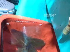[거제] [거제블루]팁런 무늬오징어 번출 조황입니다 오늘도 번출 예약가…