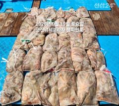 19일, 문어,문어,문어, 덩치급 문어들 제대로 나옵니다.......,망탱이 대박조황~군산낚시프라자 챔피언호