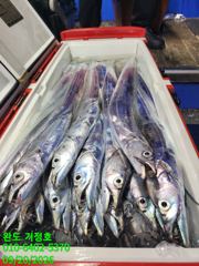 [완도 거정호] 마릿수 최고~ 큰놈 골라가며 만만쿨~~ 추석선물로 잡아가세요 ^^ 2026년 9월 19일 먼바다 갈치낚시 다녀왔습니다
