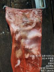 돌문어는 막막깨무는데.....