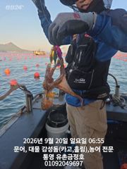 통영 금정호 오전문어 마릿수 좋게 시작합니다 내일오전 자리있습니…