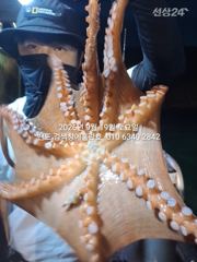 9월19일 굿 조황 매일매일 사고친다 홈런호 .....군산 홈런호 야간 문어 마무리 조황 입니다. 오늘 하루 최고선단 홈런호에 승선 하신 조사님들 수고 하셨습니다.