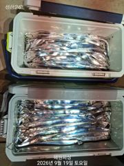 (내만갈치)20일새벽 3지 3지반 제법잡았습니다 예약가능해요