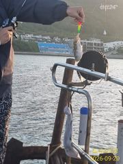 월 화 쭈꾸미 주서담으러갑니다