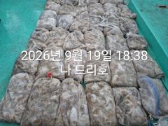 19일, 군산쭈구미 오늘도 많이 나오네요~~굿 망탱이조황~군산낚시프라자 나드리호