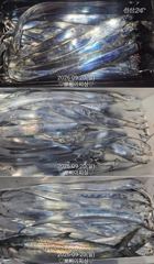 [진해] "내만갈치"마릿수 엄청납니다.밤새 퍼담고~오늘도 퍼담으러갑니다(…