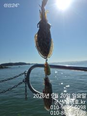 군산쭈꾸미, 갑오징어와 함께 나오고 있어요~오전반 굿~군산낚시프라자 월명호