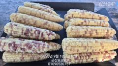 군산 프로호 9월18일 주꾸미 조황입니다