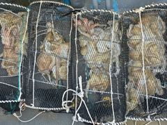 (문어)사량도권 300~800g까지 뜯고 또 뜯고~고고써니호(21일 예약)