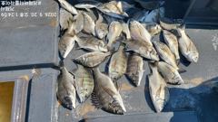 감성돔 억수로 올라 옵니다