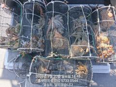 [통영] (문어)통영 중량급들 속출 사이즈 마릿수 UP 홍부장피싱(21일…