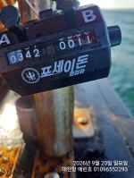 2026년 9월 20일~19일 쭈갑조황입니다