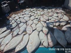 9월20일,"대광어"출조만 하면 끝~2주넘게 연일 대박~!! 갑판에 좌~악~참돔,우럭등~내일도 갑니다~ 군산낚시프라자 범고래호