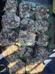 [한스타호] · 9월20일 연일쭈갑 잔원 망탱이 조황