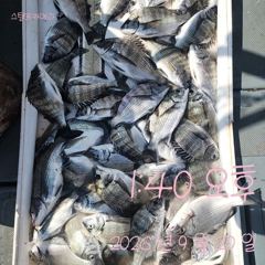 [고성] 20일 감성돔 흘림 조황입니다.