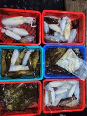 [경주] 9/20 오전 한타임 대삼치 굿! 히트~시원한 손맛 조황!! (명절연휴-모집중!)