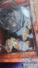♡9월20일 여수야호 쭈꾸미낚시배조황 #오늘도잘잡고옴 #내일선단배자리여유