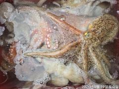 돌문어주,야간바글바글k급개인두자리마릿수손맛짤!!!