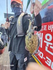 갑오징어출조