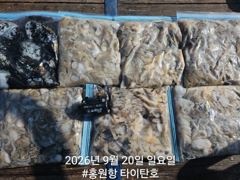 [홍원항신세계호] 9월20일(일) 바닥만 찍으면 올라오는 굿조황!!