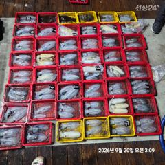 당포항 레코드호 조황 사진