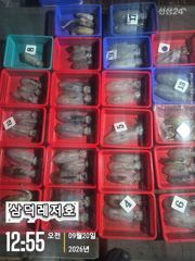 당포항 삼덕레저호 조황 사진