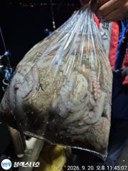 굵은 씨알 묵직한 손맛들 보셨습니다