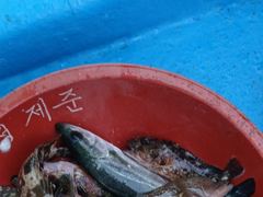 [사천] 쏨뱅이.북발