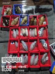당포항 삼덕레저호 조황 사진