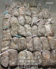 비응항 갈매기호 돌문어 조황 사진