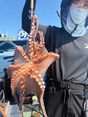 9월22일 낚시중 키로급문어출현