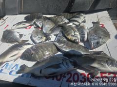 [부산] 부산 가덕 마스터호 감시 조황