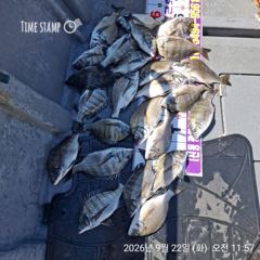 [마산] 진동 영근호 오늘 감성돔 마리수 조황입니다