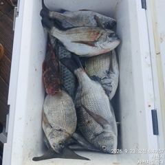 [사천] (사천저도좌대&펜션)9윌21,22일 저도좌대 조황