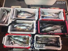 군산 베니스호 먼바다 삼치,갈치,고등어 조황 2026.9.22