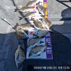 [마산] 진동영근호 오늘 감성돔 조황입니다