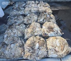 23일, 군산쭈꾸미,갑이와 함께 나오고 있어요~빵빵한 망탱이 굿조황~~군산낚시프라자 그랜드호