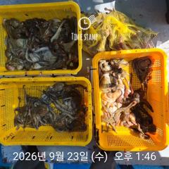 암초 포인트 문어 씨알
