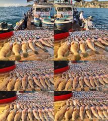 [고흥,녹동] 붉바리들 이정도는 잡아봐야지요 대박 붉바리조황입니다 9월23일