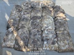 23일, 군산쭈꾸미,갑이와 함께 나오고 있어요~빵빵한 망탱이 굿조황~~군산낚시프라자 포세이돈 2호