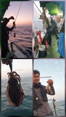 [쭈갑문어조황] 23일 뉴프린스호 쭈꾸미 갑오징어 조황입니다