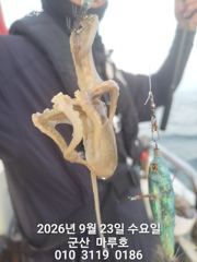 9월 23일 마루호 쭈꾸미 실시간조항~☆
