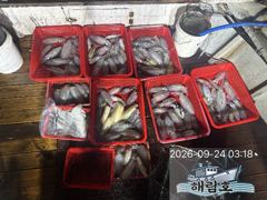 9월23일 무늬오징어 팁럽조과입니다.