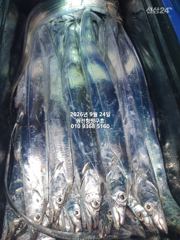 [마산] 내만갈치)23일조황-평균사이즈 큽니다~오늘 예약가능