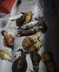 23일 무늬팁런게임 조황입니다
