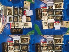 23일 또다시 쓸어담듯 대~박치고 잡고온 굵직한 야간~돌문어 마리수 잡으러 출조 갑니다@ 금,토,일요일~몇 자리 예약가능