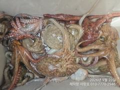 [진해] "돌문어"1100g외 3자릿수~개인15수14수13수11수등 계속…
